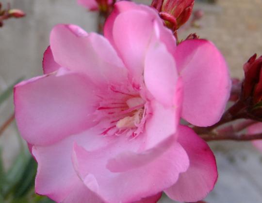 ����ʮ��Σ�U(xi��n)��ֲ���Ů�˻�֭Һ���ԏ�(qi��ng)���������w������