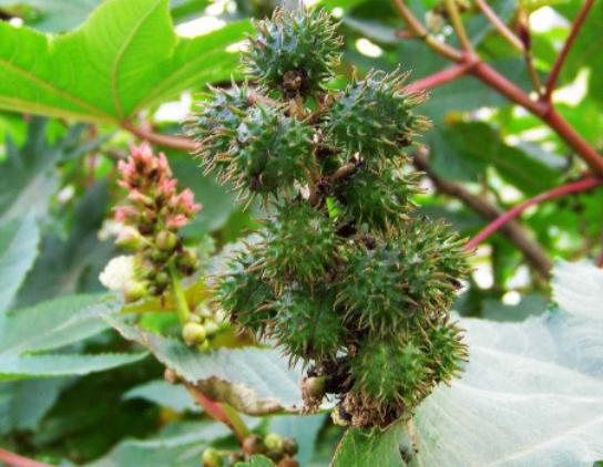 ����ʮ��Σ�U(xi��n)��ֲ���Ů�˻�֭Һ���ԏ�(qi��ng)���������w������