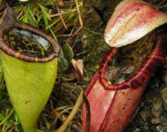 ����ʮ��Σ�U(xi��n)��ֲ���Ů�˻�֭Һ���ԏ�(qi��ng)���������w������