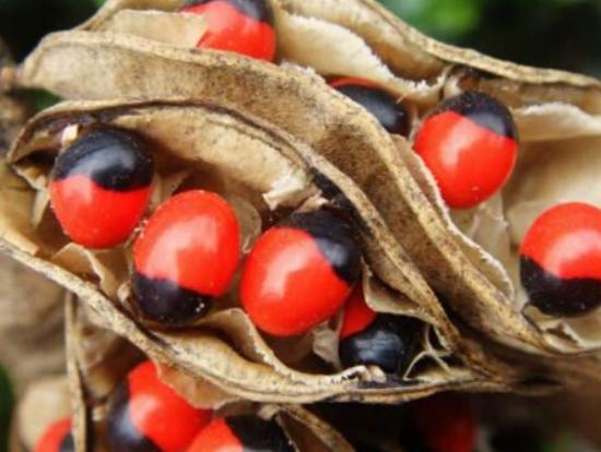 ����ʮ��Σ�U(xi��n)��ֲ���Ů�˻�֭Һ���ԏ�(qi��ng)���������w������