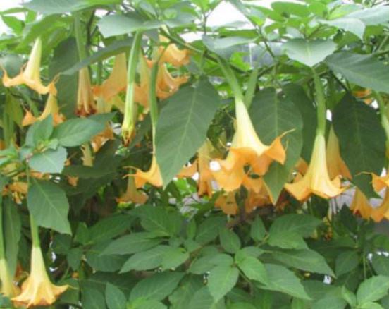 ����ʮ��Σ�U(xi��n)��ֲ���Ů�˻�֭Һ���ԏ�(qi��ng)���������w������