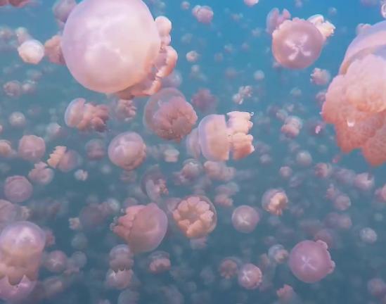 ����ʮ�����صĺ�������������ˮ�ɫ�������i��ˮĸ���а��fֻˮĸ