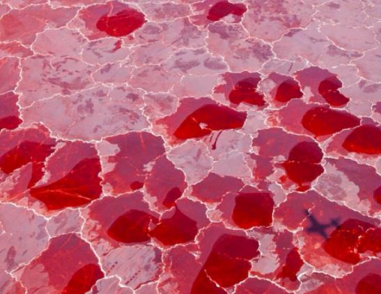 ����ʮ�����صĺ�������������ˮ�ɫ�������i��ˮĸ���а��fֻˮĸ