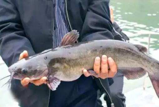 Ŀǰ��ˮ�~�B(y��ng)ʲô�~ٍ�X�������B(y��ng)�~һ�����B(y��ng)�����~