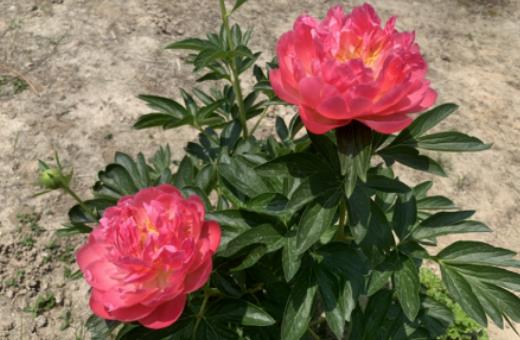 ��ˎ����ʲô�ɫ������ˎ����һ����߀�Ƕ�����