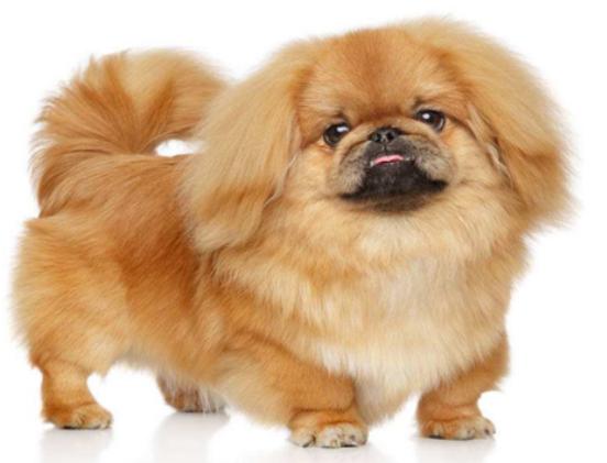 ʮ����ɐ۵�С��Ȯ���а�̩�Ͽɐۻ���������Ϳɶ�׃