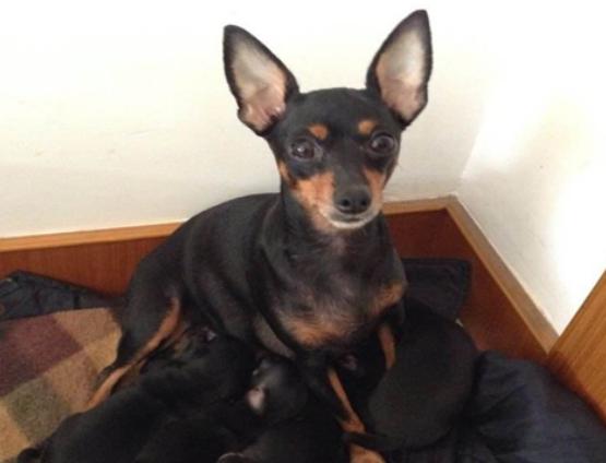 ʮ����ɐ۵�С��Ȯ���а�̩�Ͽɐۻ���������Ϳɶ�׃