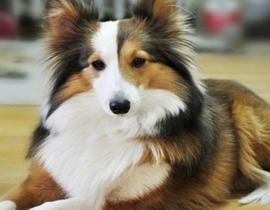 ʮ�����Ҍ�(sh��)�Ĺ����������ɪ{Ȯ׌���̿��������K���m����Ȯ��������