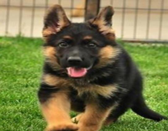 ʮ�����Ҍ�(sh��)�Ĺ����������ɪ{Ȯ׌���̿��������K���m����Ȯ��������