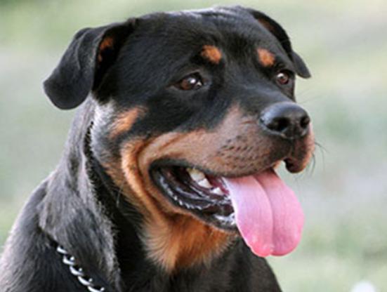 ʮ�����Ҍ�(sh��)�Ĺ����������ɪ{Ȯ׌���̿��������K���m����Ȯ��������