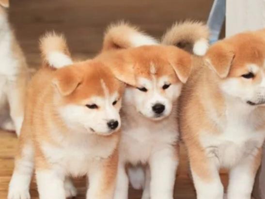 ʮ�����Ҍ�(sh��)�Ĺ����������ɪ{Ȯ׌���̿��������K���m����Ȯ��������