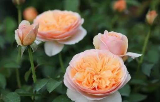 �����~õ���ʲô��ô�F���B�����~õ����Щ��Ҫע���