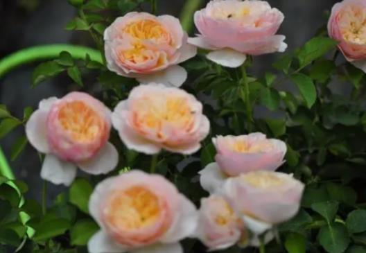 �����~õ�廨һ���_�״Σ������~õ���m�����ɻ���