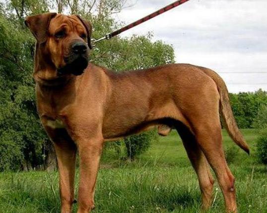 ����ʮ����B(y��ng)��Ȯ���а񣬱���Ȯ�ǳ����͡��ձ�����ϲ�g��