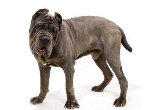 ����ʮ����B(y��ng)��Ȯ���а񣬱���Ȯ�ǳ����͡��ձ�����ϲ�g��