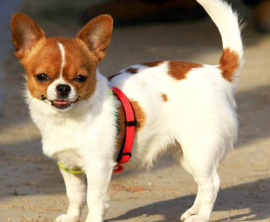 ʮ���혵�Ȯ���а�����ëȮ������ȇ}��������ϲ�gճ����