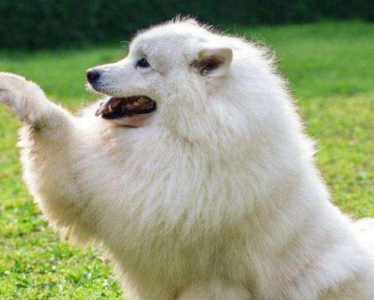 ʮ���혵�Ȯ���а񣬽�ëȮ������ȇ}��������ϲ�gճ����