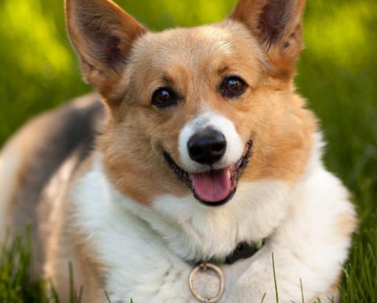 ʮ���혵�Ȯ���а񣬽�ëȮ������ȇ}��������ϲ�gճ����