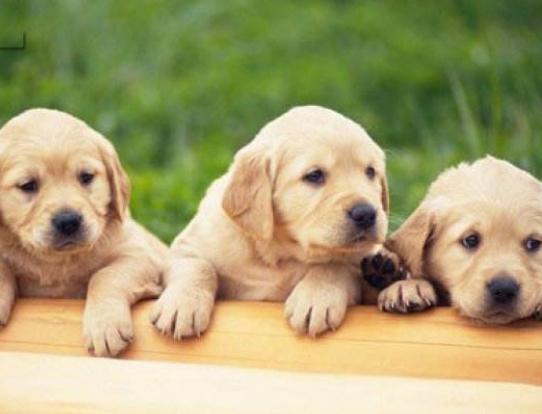 ʮ���혵�Ȯ���а񣬽�ëȮ������ȇ}��������ϲ�gճ����