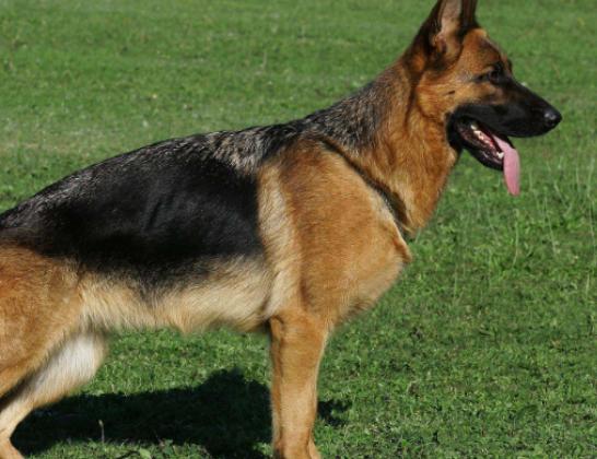 ʮ���혵�Ȯ���а񣬽�ëȮ������ȇ}��������ϲ�gճ����