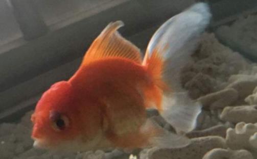 �~��ˮ���ȳ�ζ��ô���£�ˮ���䶬���B(y��ng)���~����