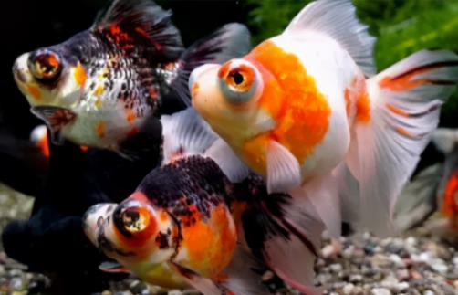 �B�~���^ˮ������ȫ���������B�~Ҫ�IЩʲô