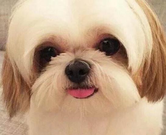 ʮ�󹷹��ֵ���а񣬲���Ȯ�ֵ�ߺ�ӑϲ����ʩȮ�L����ű�����