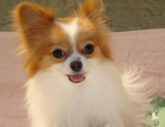 ʮ�󹷹��ֵ���а񣬲���Ȯ�ֵ�ߺ�ӑϲ����ʩȮ�L����ű�����