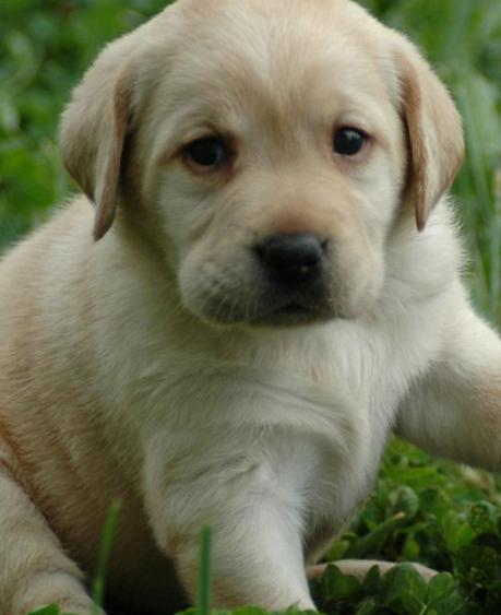 ʮ�󹷹��ֵ���а񣬲���Ȯ�ֵ�ߺ�ӑϲ����ʩȮ�L����ű�����