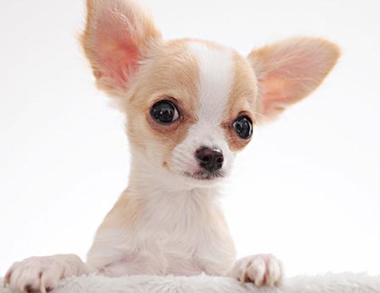 ʮ�󹷹��ֵ���а񣬲���Ȯ�ֵ�ߺ�ӑϲ����ʩȮ�L����ű�����