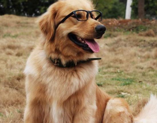 ʮ�󹷹��ֵ���а񣬲���Ȯ�ֵ�ߺ�ӑϲ����ʩȮ�L����ű�����