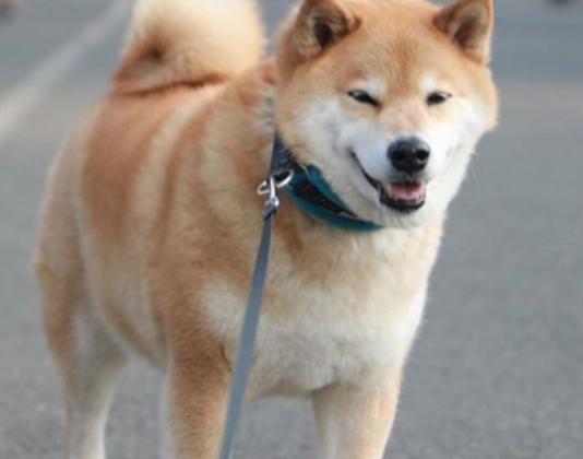 ʮ�󹷹��ֵ���а񣬲���Ȯ�ֵ�ߺ�ӑϲ����ʩȮ�L����ű�����