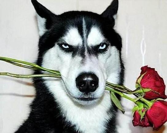 ����ʮ�����ܚgӭ�������؈���҇����������������đС