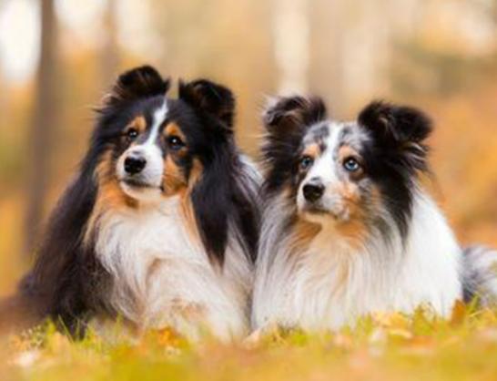 ʮ����Ȯ������߅������Ȯ��혙C�����F�eȮ��ͬ�F�D�マ��