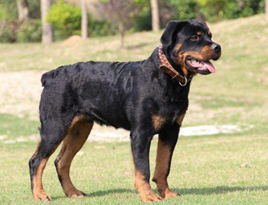 ʮ����Ȯ������߅������Ȯ��혙C�����F�eȮ��ͬ�F�D�マ��