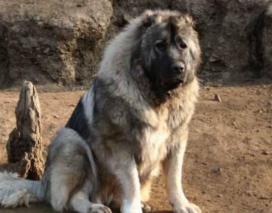 ����ʮ��Ȯ���а񣬱���Ȯ�����B���¸ҡ�����͢�Ÿ�ʮ�փ���