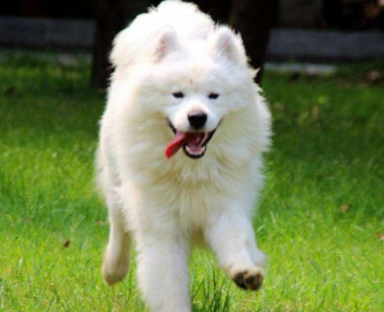 ����ʮ���Ȍ�������Ӣ��(gu��)��ë؈����ɐۡ��_ĦҮ���F�����ǂ�(g��)����