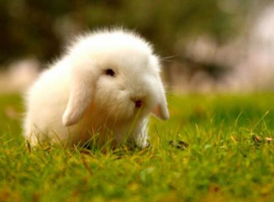 ����ʮ���Ȍ�������Ӣ��(gu��)��ë؈����ɐۡ��_ĦҮ���F�����ǂ�(g��)����