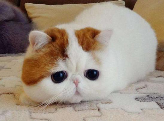 ����ʮ���Ȍ�������Ӣ��(gu��)��ë؈����ɐۡ��_ĦҮ���F�����ǂ�(g��)����