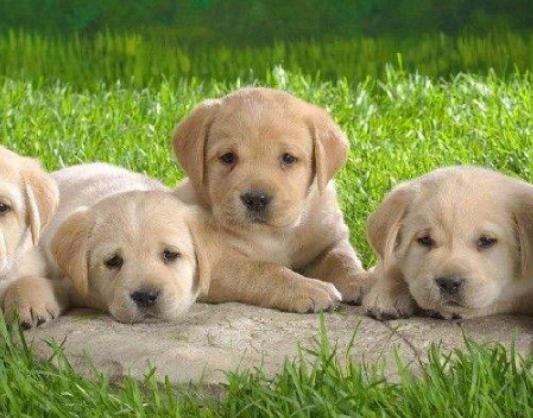 ����ʮ���Ȍ�������Ӣ��(gu��)��ë؈����ɐۡ��_ĦҮ���F�����ǂ�(g��)����