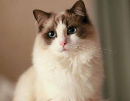 ����ʮ���Ȍ�������Ӣ��(gu��)��ë؈����ɐۡ��_ĦҮ���F�����ǂ�(g��)����