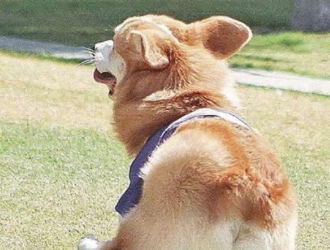 ����ʮ���Ȍ�������Ӣ��(gu��)��ë؈����ɐۡ��_ĦҮ���F�����ǂ�(g��)����