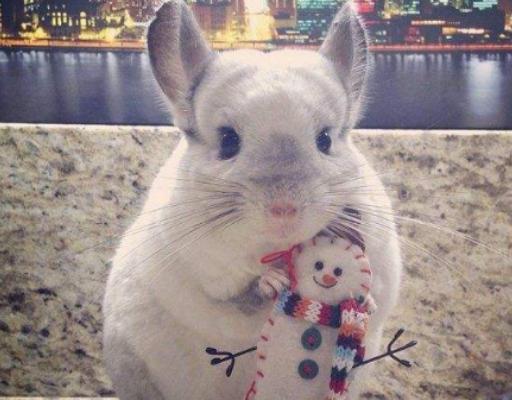 ����ʮ���Ȍ�������Ӣ��(gu��)��ë؈����ɐۡ��_ĦҮ���F�����ǂ�(g��)����