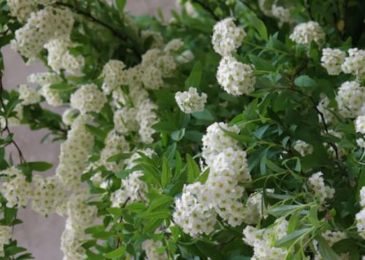 С�����ֽ�ʲô��С�����ж���