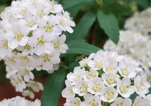 С�����Z(y��)��ʲô��С�����������ô�k