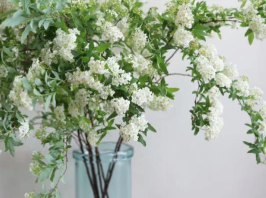 С�����Z��ʲô��С�����������ô�k