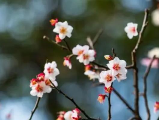 2024��o(w��)������ʲô���M��2024���ǟo(w��)�����