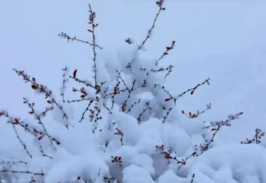 2023��12���Ͼ�ɽ�ǲ���ÿ�춼��ѩ��2023���Ͼ�ɽ12�·ݷ�ɽ��