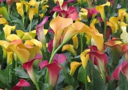 �R��ɏʲô��λ�ж�����ɫ�R��ɏ�ͺ����ٶ�