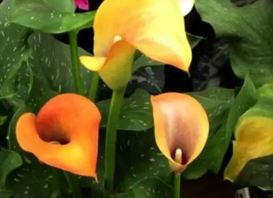 �R��ɏ�~�Ӱl(f��)�S��ɶԭ���R��ɏ��ô�B(y��ng)�o(h��)�׳ɻ�